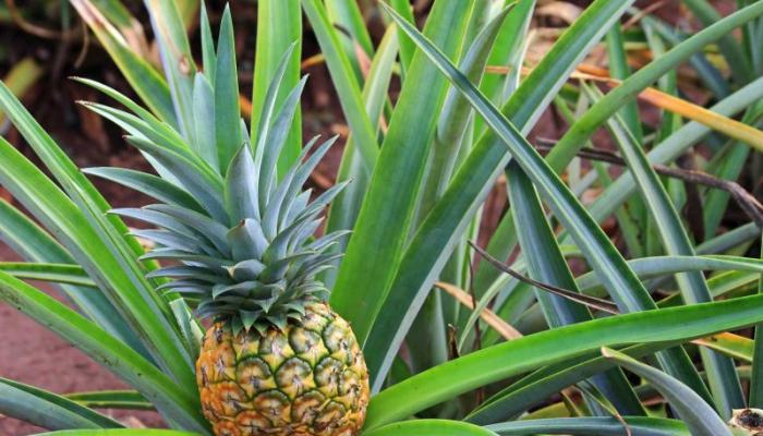 Как вырастить ананас в домашних условиях Как посадить ананас из верхушки